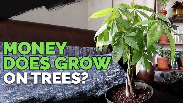 If your money tree has white spots, it could be a lack of micronutrients.