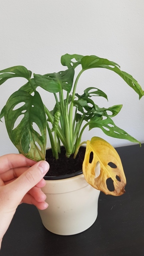 If your Monstera adansonii leaves are turning yellow, you may be able to solve the problem with chemicals.