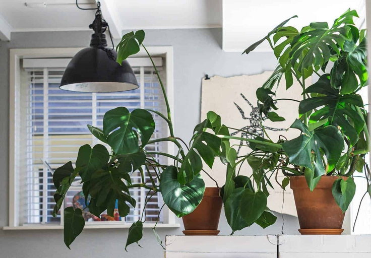 If your Monstera Deliciosa is leggy, it may be because it is not receiving enough light or it is in a pot that is too small.
