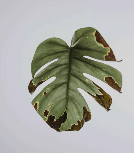 If your Monstera has brown or white foliage, it may be sunburnt.