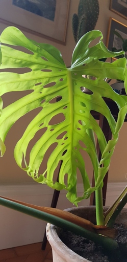 If your Monstera is drooping after repotting, there are a few things you can do to help it recover, including applying a root growth promoter.