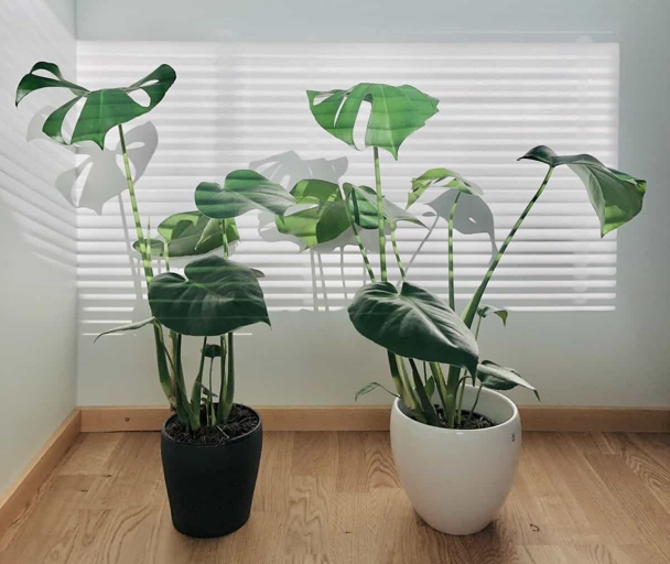 If your Monstera is looking leggy, it might not be getting enough light. Try providing it with some artificial light to help it perk up.