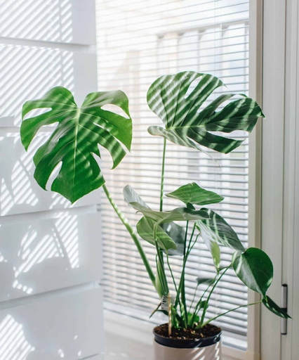 If your Monstera is looking sunburnt, one of the best things you can do is move it to a spot that gets indirect sunlight.