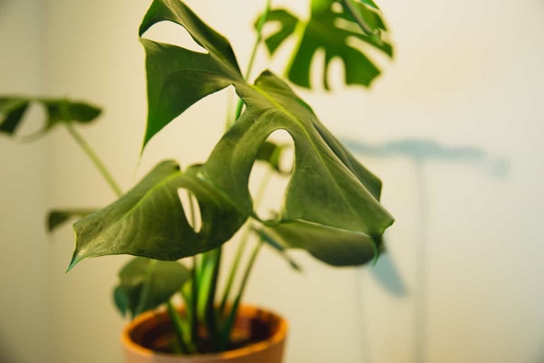 If your Monstera is root bound, the roots will be tightly packed together and may even be growing out of the drainage holes.