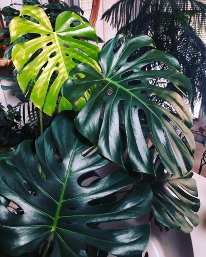 If your Monstera isn't growing or if growth has stopped, it likely needs more light.