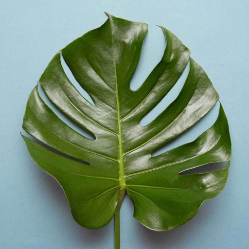 If your Monstera leaves are curling, it is likely due to overwatering.