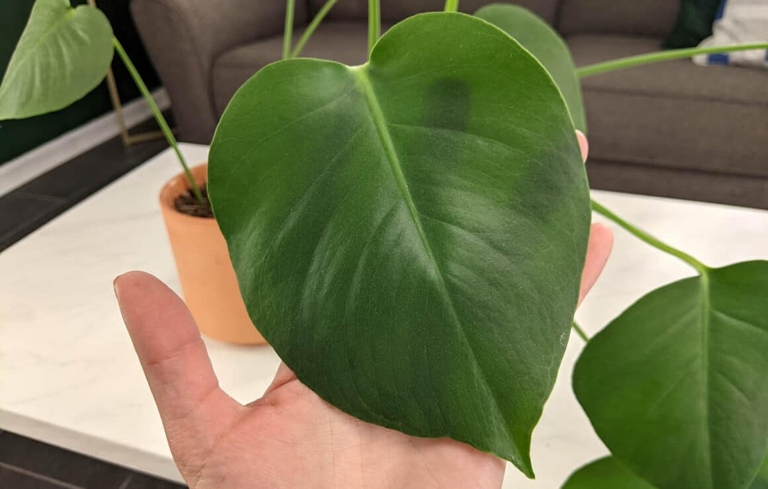 If your Monstera's leaves are small, it's a sign that it needs more light.