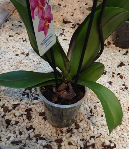 If your orchid's leaves are wilting, it might be time to repot it.