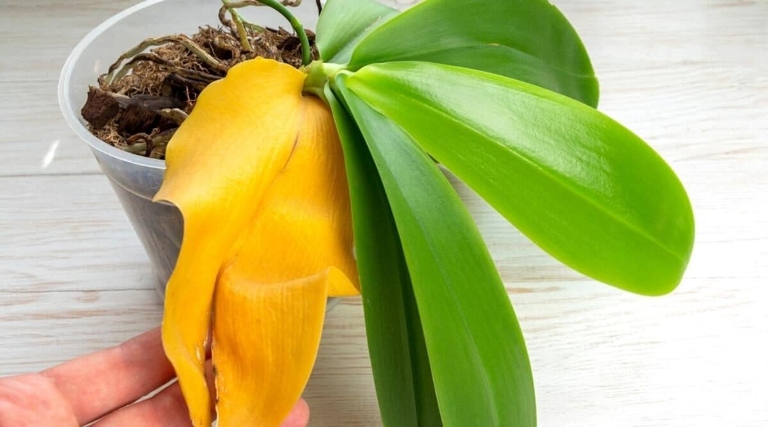 If your orchid's leaves are wilting, it's a sign that it needs more humidity.