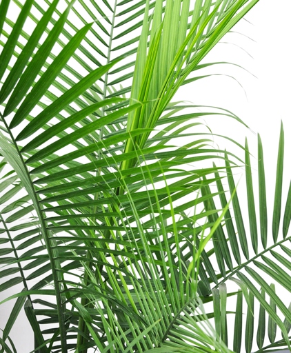 If your palm leaves are curling, it is likely due to lack of humidity.