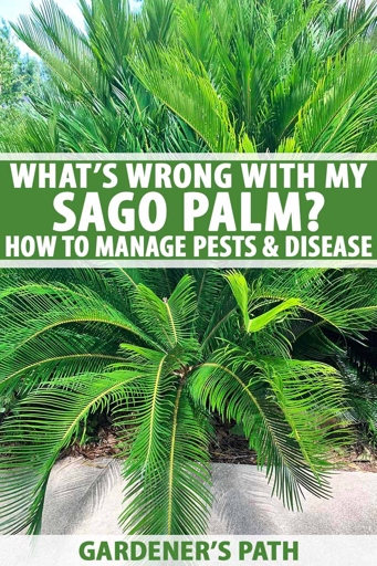 If your palm leaves are curling, it is likely due to one of these three causes: too much sun, too little water, or pests.