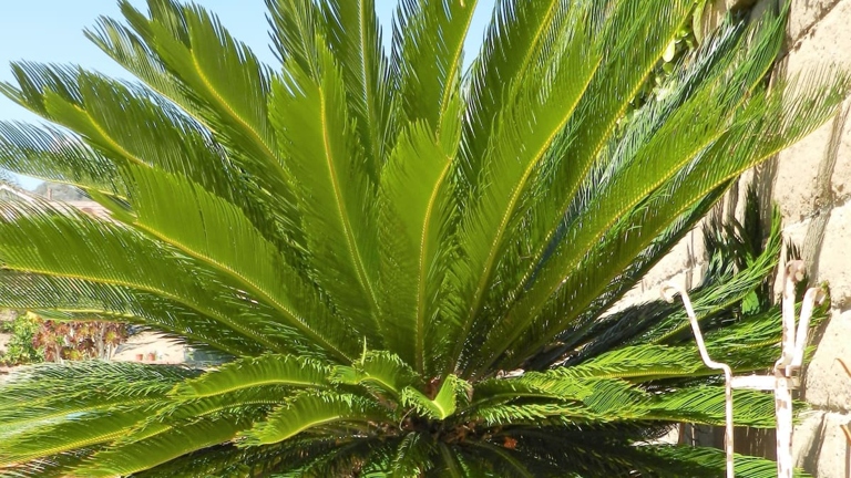 If your palm leaves are curling, it is most likely due to one of these four reasons: too much sun, not enough water, too much water, or pests.