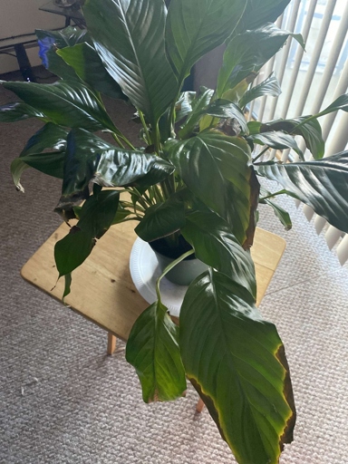 If your peace lily has black spots on its leaves, it is likely due to a fungus.