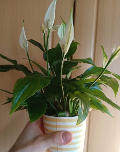 If your peace lily is not looking its best, it may be due to inadequate nutrients.