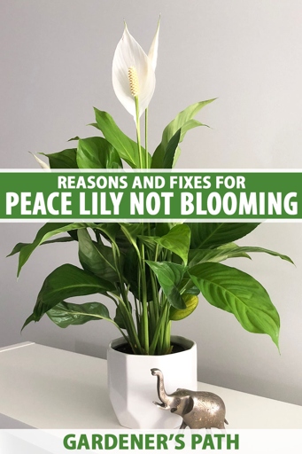 If your peace lily isn't flowering, it could be due to a lack of light.