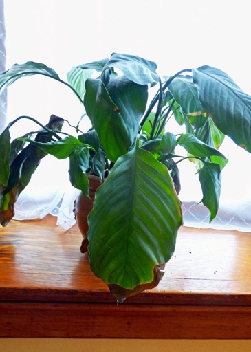 If your peace lily leaves are turning black, it is most likely due to too much direct sunlight or too much water.