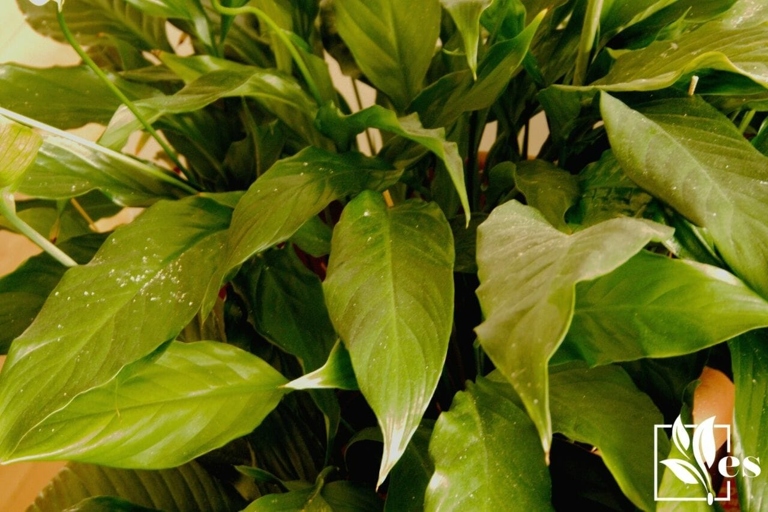 If your peace lily's leaves are turning black, it is likely due to a buildup of minerals in the water.