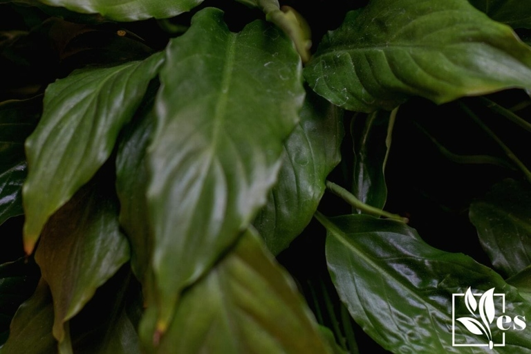 If your peace lily's leaves are turning black, it is likely due to a pest infestation.