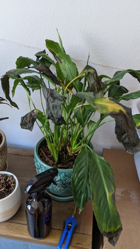 If your peace lily's leaves are turning black, it is likely due to too much direct sunlight or too much water.