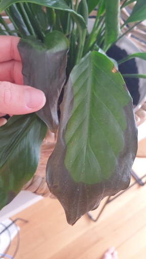 If your peace lily's leaves are turning black, it is likely due to too much direct sunlight.