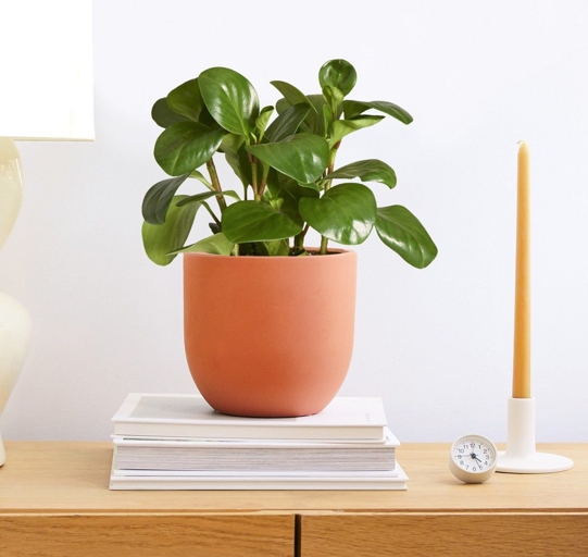 If your peperomia has brown spots, it may be due to insufficient indirect light.
