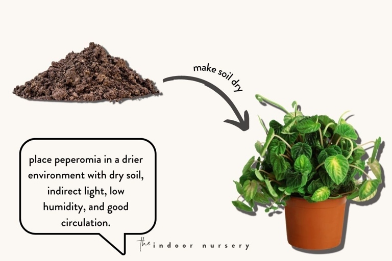 If your peperomia is already experiencing root rot, you can try to save it by trimming off the affected roots and repotting the plant in fresh, sterile potting mix.