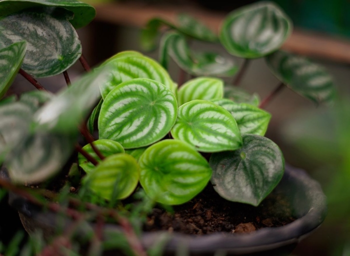 If your peperomia is drooping, it could be due to low humidity.