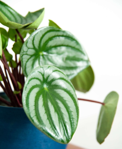 If your peperomia is drooping, it may not be getting enough light.