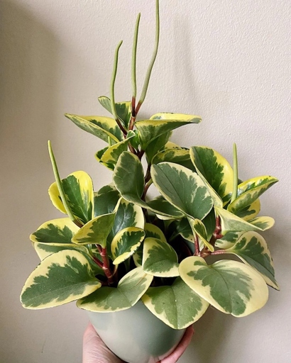 If your peperomia is dying, it's likely because it's not getting enough sunlight.