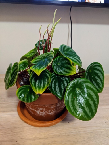 If your peperomia is turning yellow, it is likely due to a nutrient deficiency.