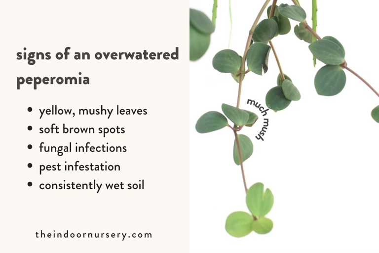 If your peperomia is wilting, has yellow leaves, or the stem is soft, it is likely overwatered.