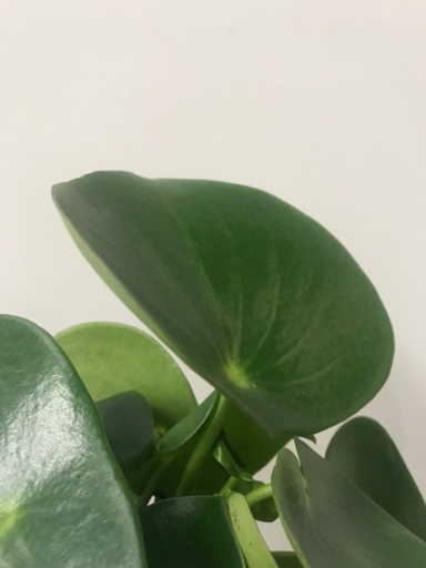 If your peperomia's leaves are turning black, it's likely due to one of these eight causes.