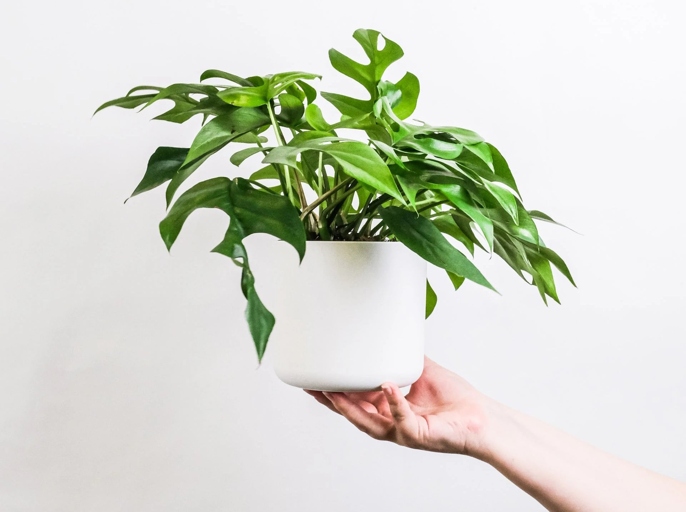 If your philodendron is drooping, it is likely due to one of these three reasons: too much sun, not enough water, or too much fertilizer.