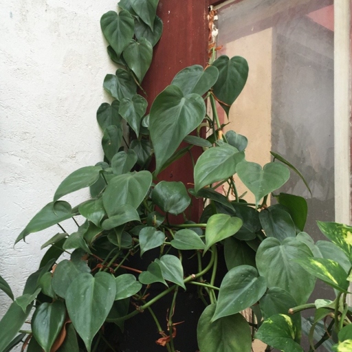 If your philodendron is dying, the best solution is to replant it in fresh soil.