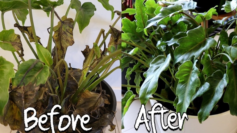 If your philodendron is dying, you can try to propagate it to save it.