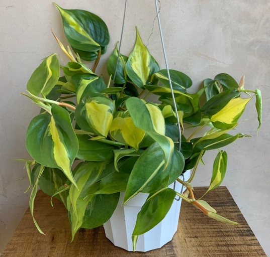 If your philodendron's leaves are curling, it may be getting too much or too little light exposure.