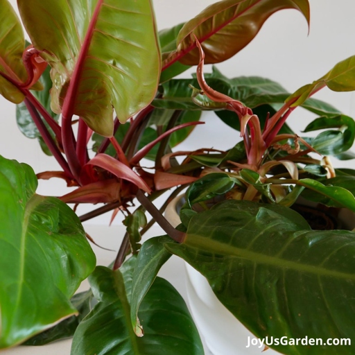 If your philodendron's leaves are turning red, it could be due to one of several reasons.