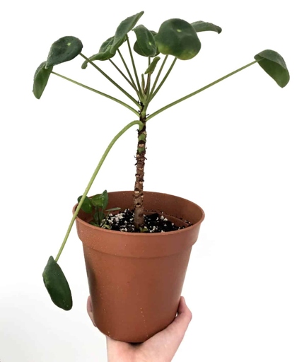 If your Pilea's leaves are splitting, it could be caused by any number of things, from too much sun to not enough water. Luckily, there are ways to fix it!