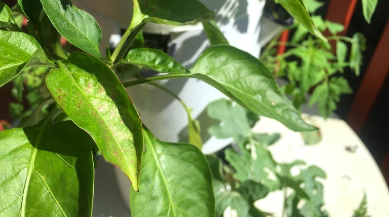 If your plant has dark rims around light spots, it is likely suffering from a nutrient deficiency.