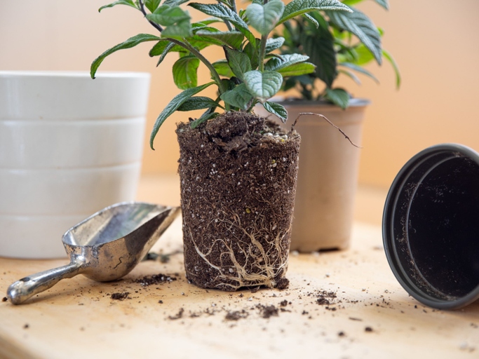 If your plant is looking pot-bound, it's time for a repot.