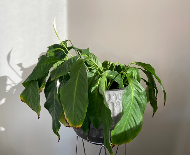 If your plant is looking wilted and droopy, it may be overwatered.