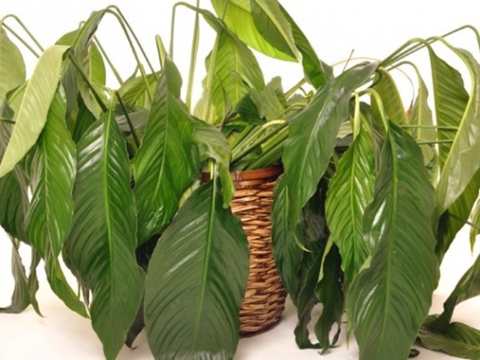 If your plant is wilting and the leaves are drooping, it is likely overwatered.