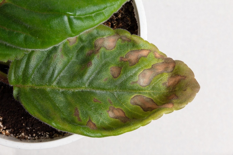 If your plant's leaves are turning brown, it is likely due to plant rust.