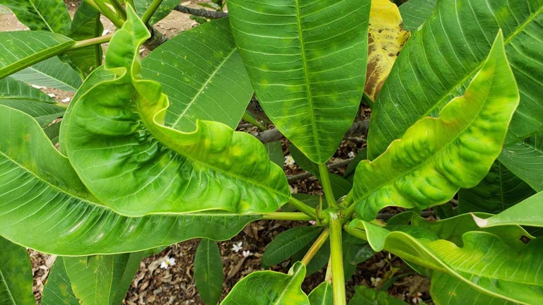 If your plumeria's leaves are curling, it could be a sign of an insect infestation.