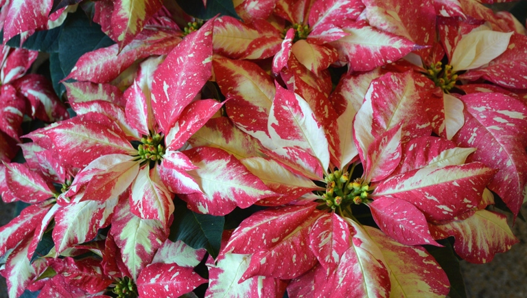 If your poinsettia is dying, it could be due to one of these nine causes. Poinsettias are a popular holiday plant, but they can be finicky.