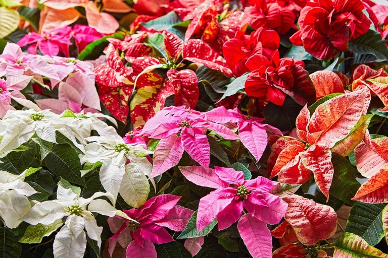 If your poinsettia's leaves are curling, it could be due to one of six possible causes.