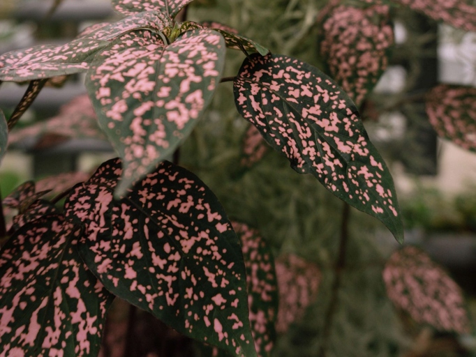 If your Polka Dot Plant is drooping, it is likely due to overwatering.