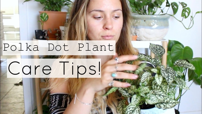 If your polka dot plant is drooping, the first thing to check is the lighting.