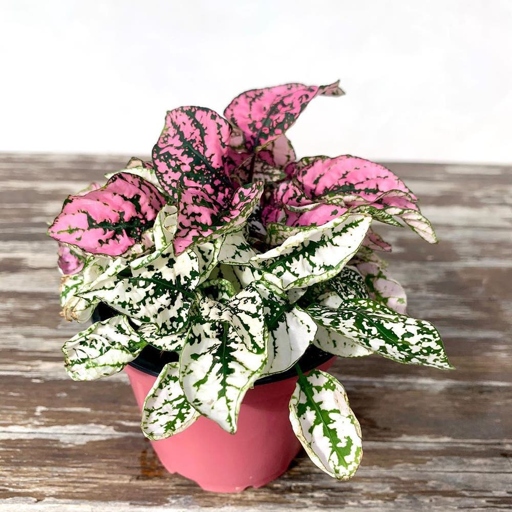 If your polka dot plant is flowering, it's likely because it's getting too much light.