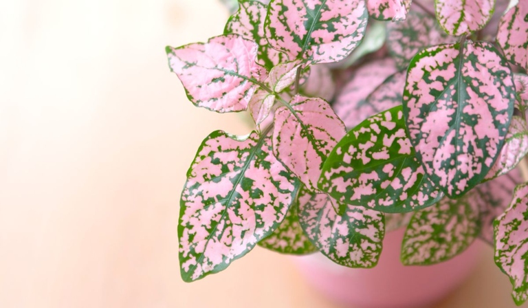 If your polka dot plant is flowering, it's probably because it's getting too much water.